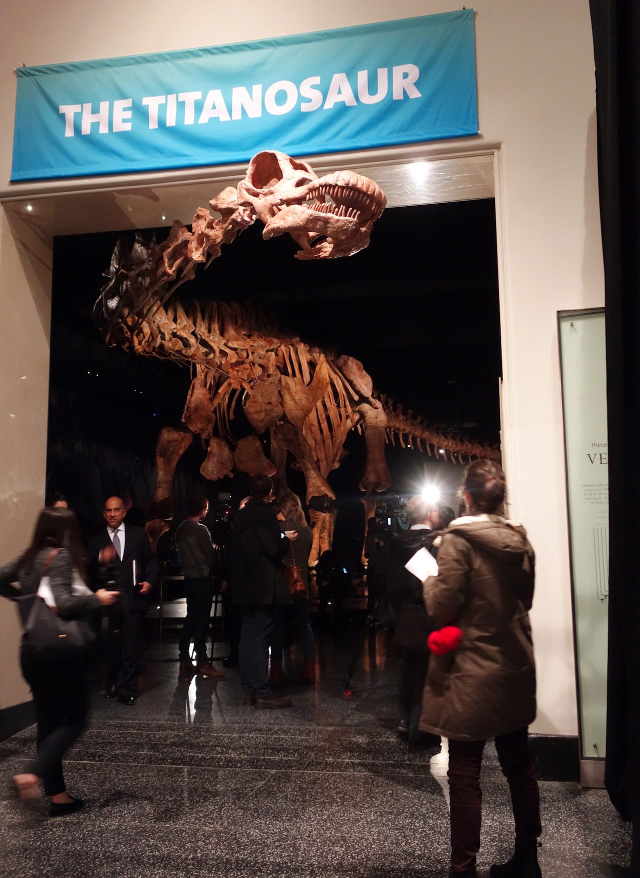 The Titanosaur at the American Museum of Natural History