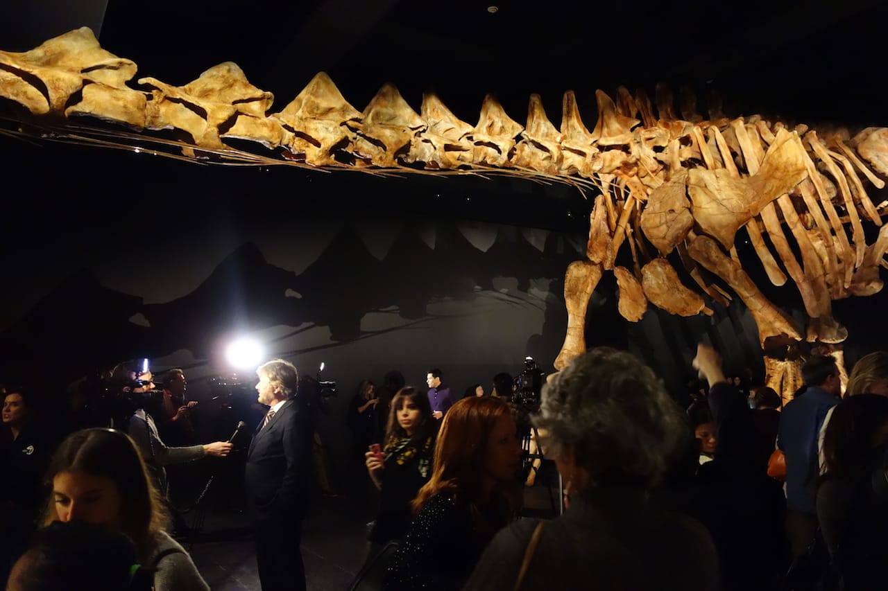 The Titanosaur at the American Museum of Natural History