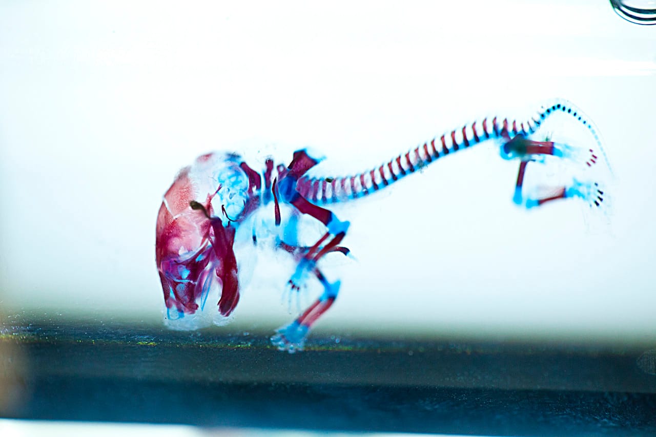 Genetically modified mouse embryo that developed no ribs, image courtesy Heather Mull.