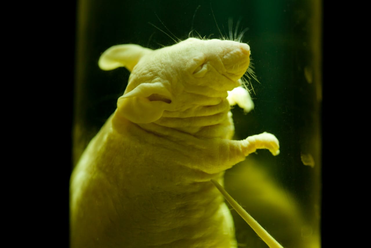Hairless mouse close up, image courtesy Heather Mull.