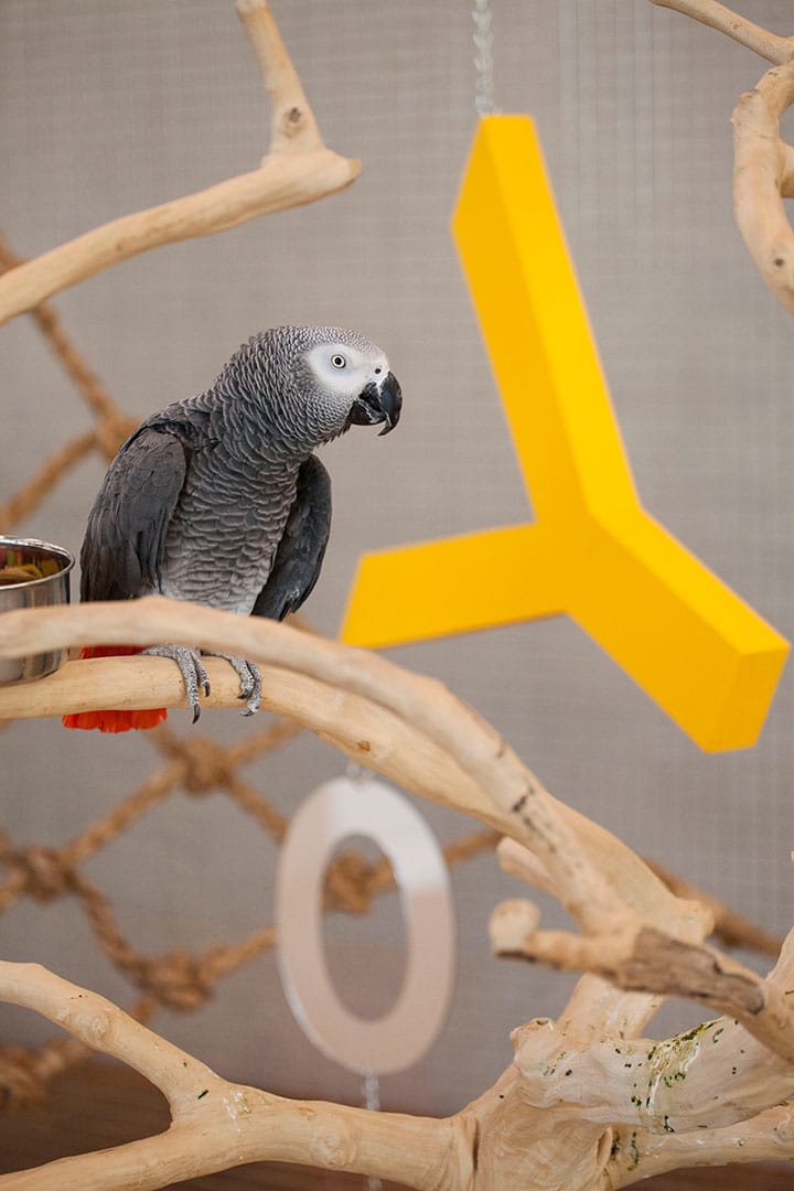 Bik Van der Pol, 'Speechless' (2015), installation view at the Pérez Art Museum Miami