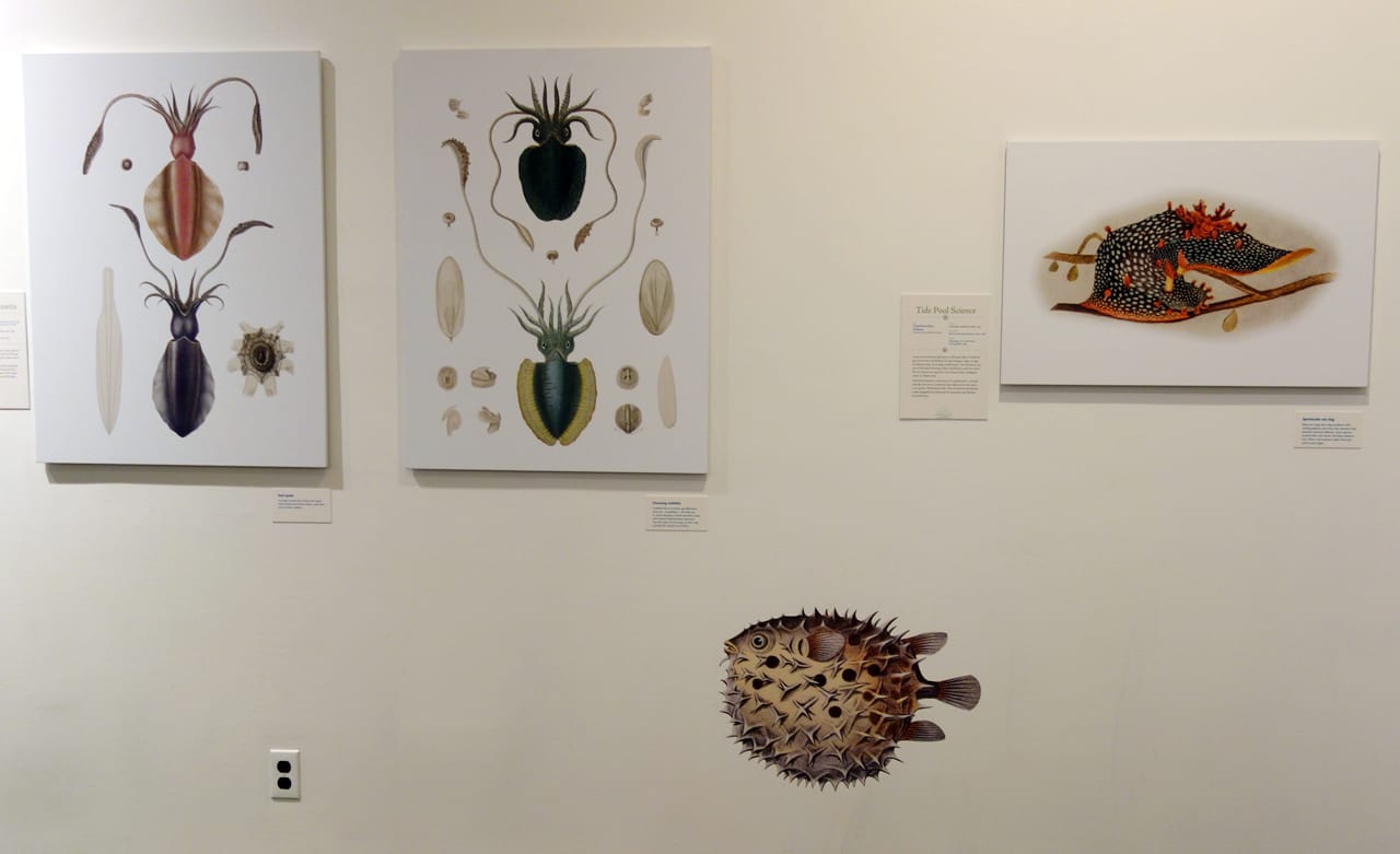 Installation view of 'Opulent Oceans' at AMNH