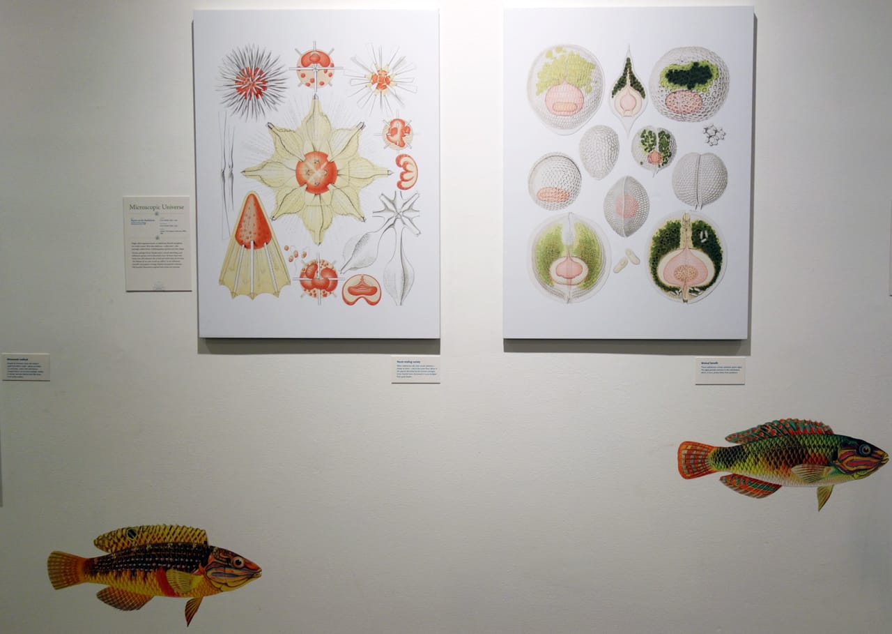 Installation view of 'Opulent Oceans' at AMNH