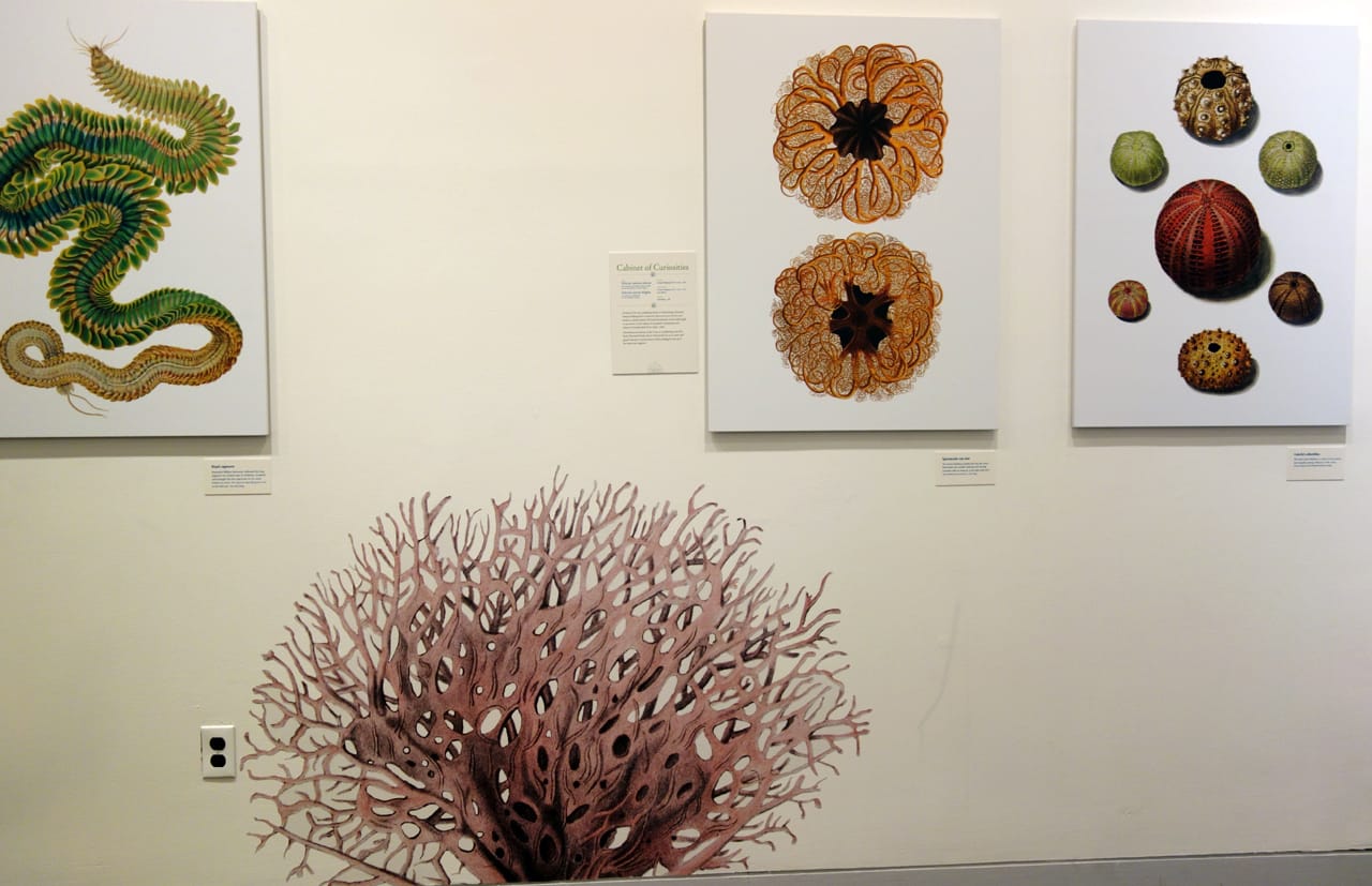 Installation view of 'Opulent Oceans' at AMNH