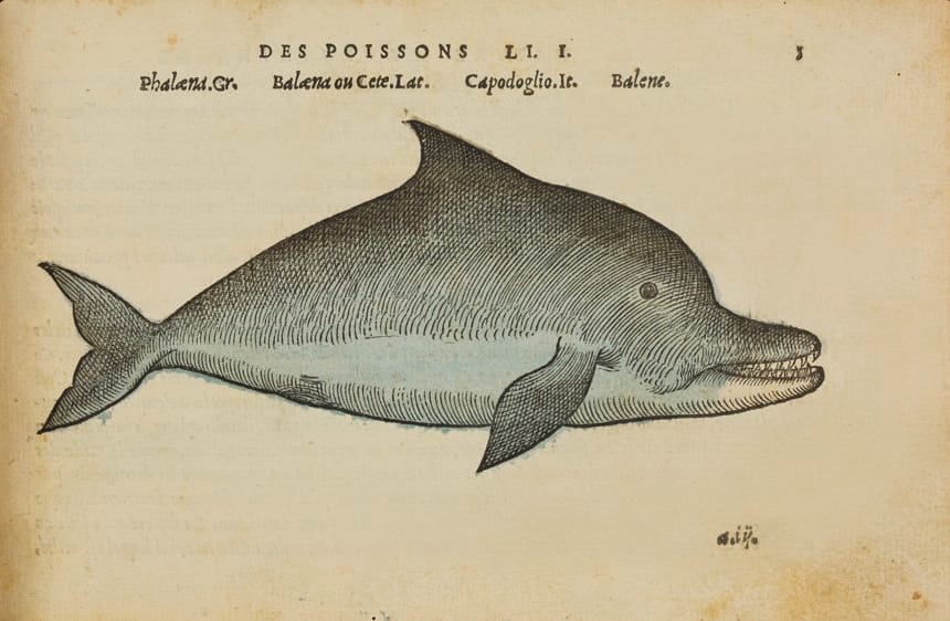 Dolphin illustrated by Pierre Belon (1555) (© AMNH/R. Mickens)