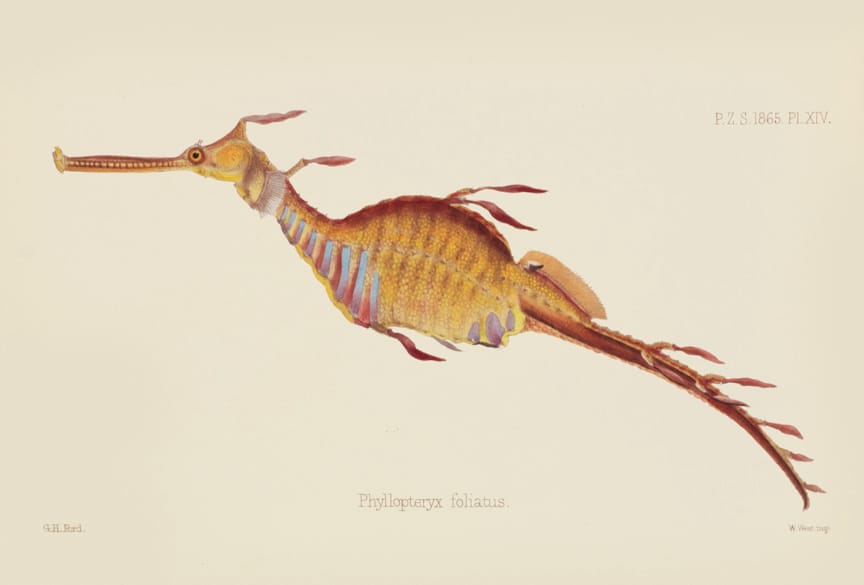 This plate of a weedy seadragon, published in 1865 in Albert Gunther’s On the pipe-fishes belonging to the genus Phyllopteryx, was illustrated by G.H. Ford (1808-1876). Unlike seahorses, seadragons cannot grasp with their tails. They grow to be about 18 inches long. © AMNH\R. Mickens