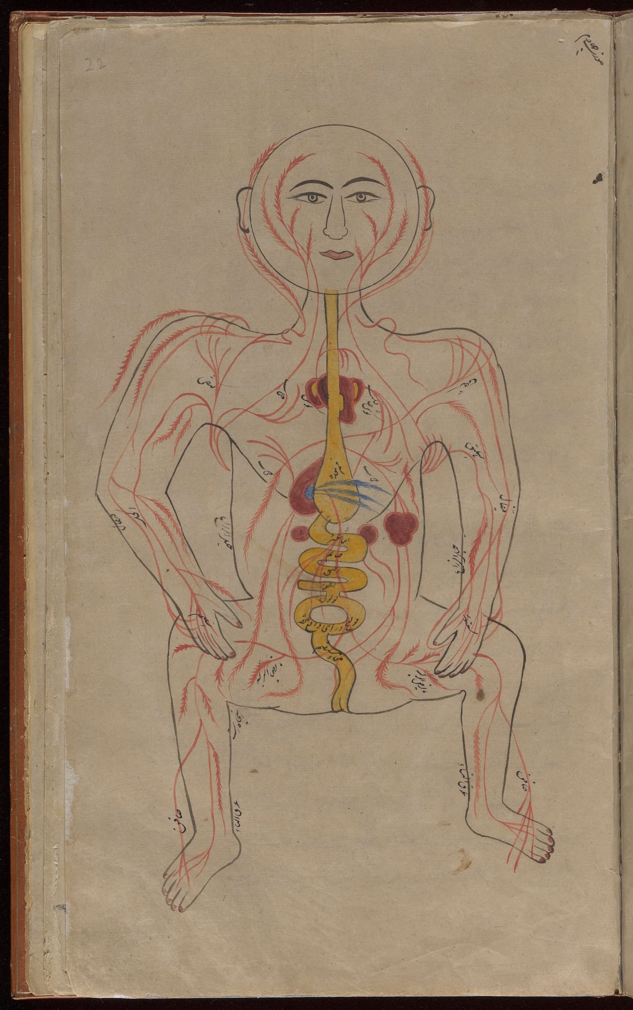 Credit: Wellcome Library, London. Wellcome Images