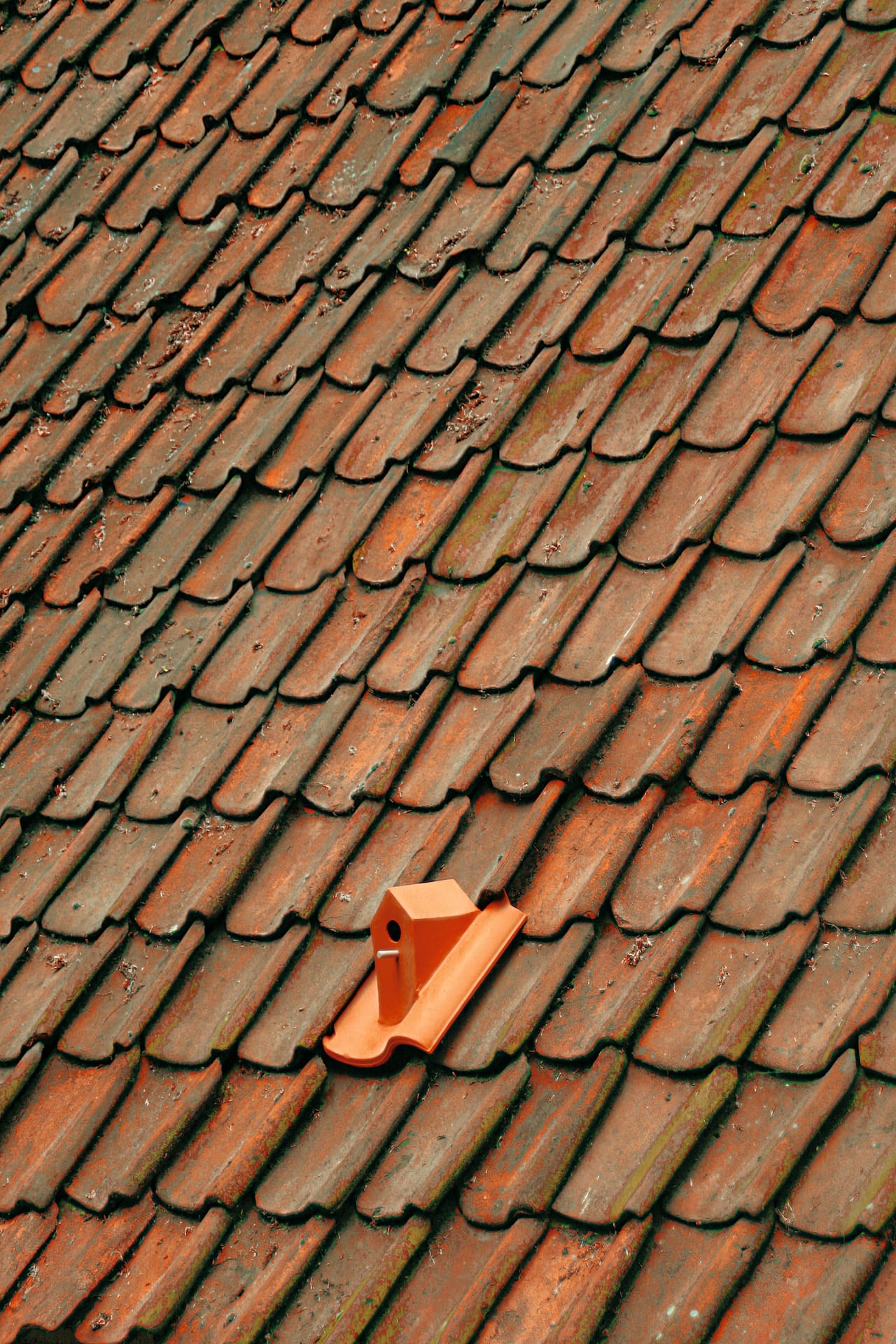 Klaas Kuiken, "Birdhouse Rooftile" (2010) in Arnhem, The Netherlands (or elsewhere) (photo by Klaas Kuiken) (click to enlarge)