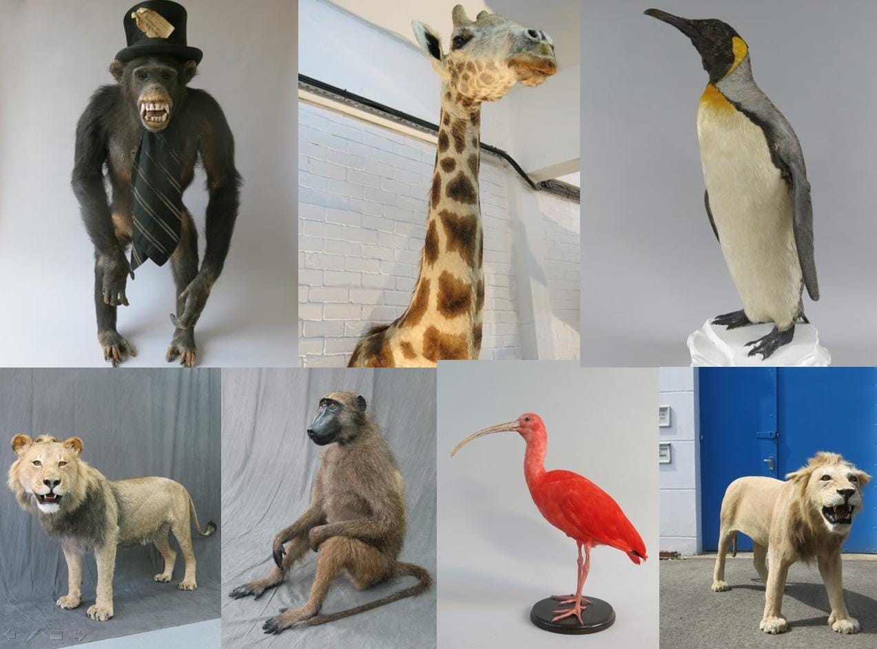 Some of the taxidermy animals stolen in London earlier this month (photo © Metropolitan Police)