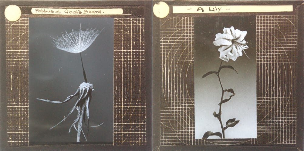 Flower studies from the Royal Albert Memorial Museum Collection (© 2014 Royal Albert Memorial Museum and Art Gallery, Exeter)