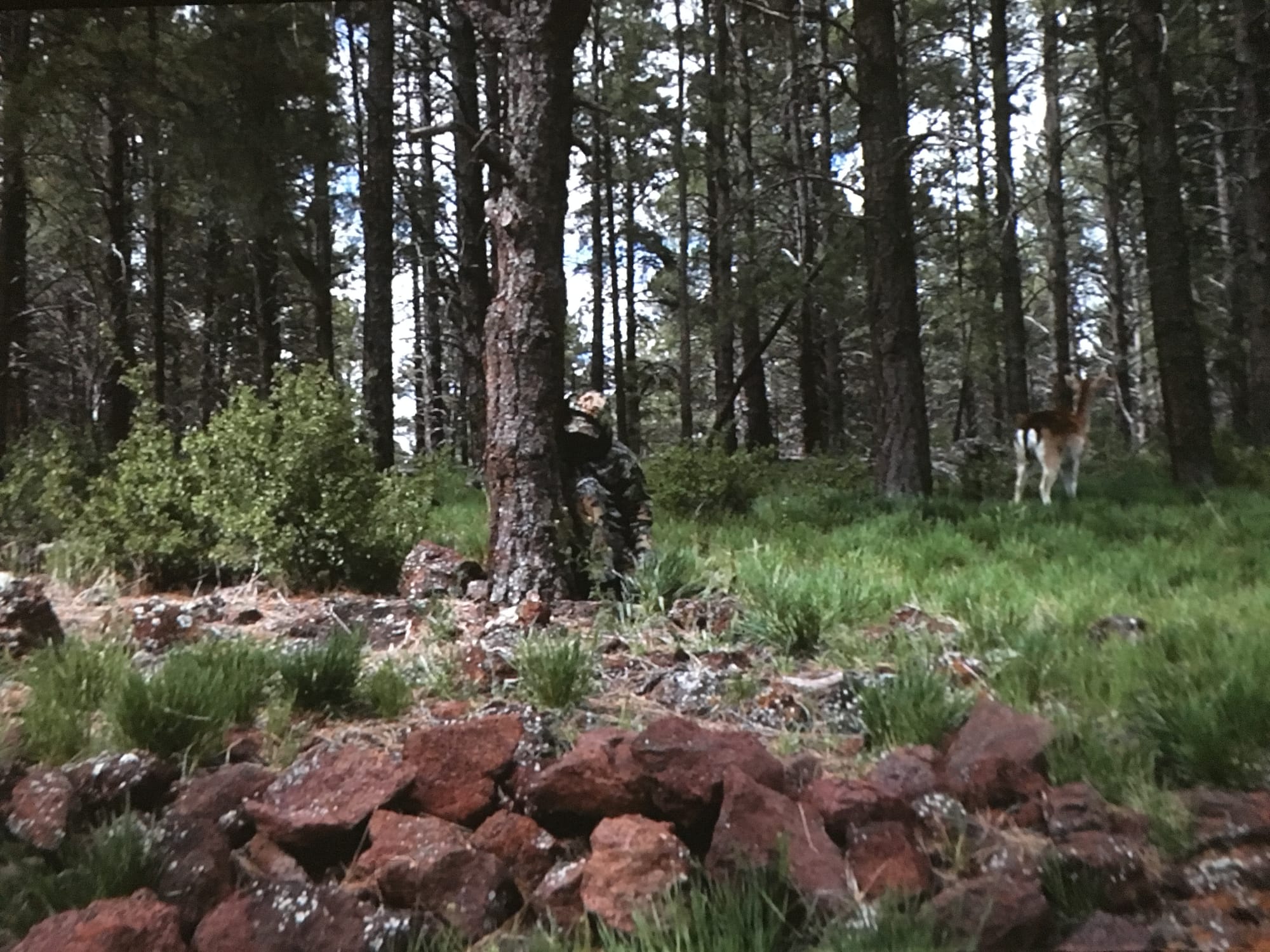 Cameratrap, video still, photo credit Susan Silas