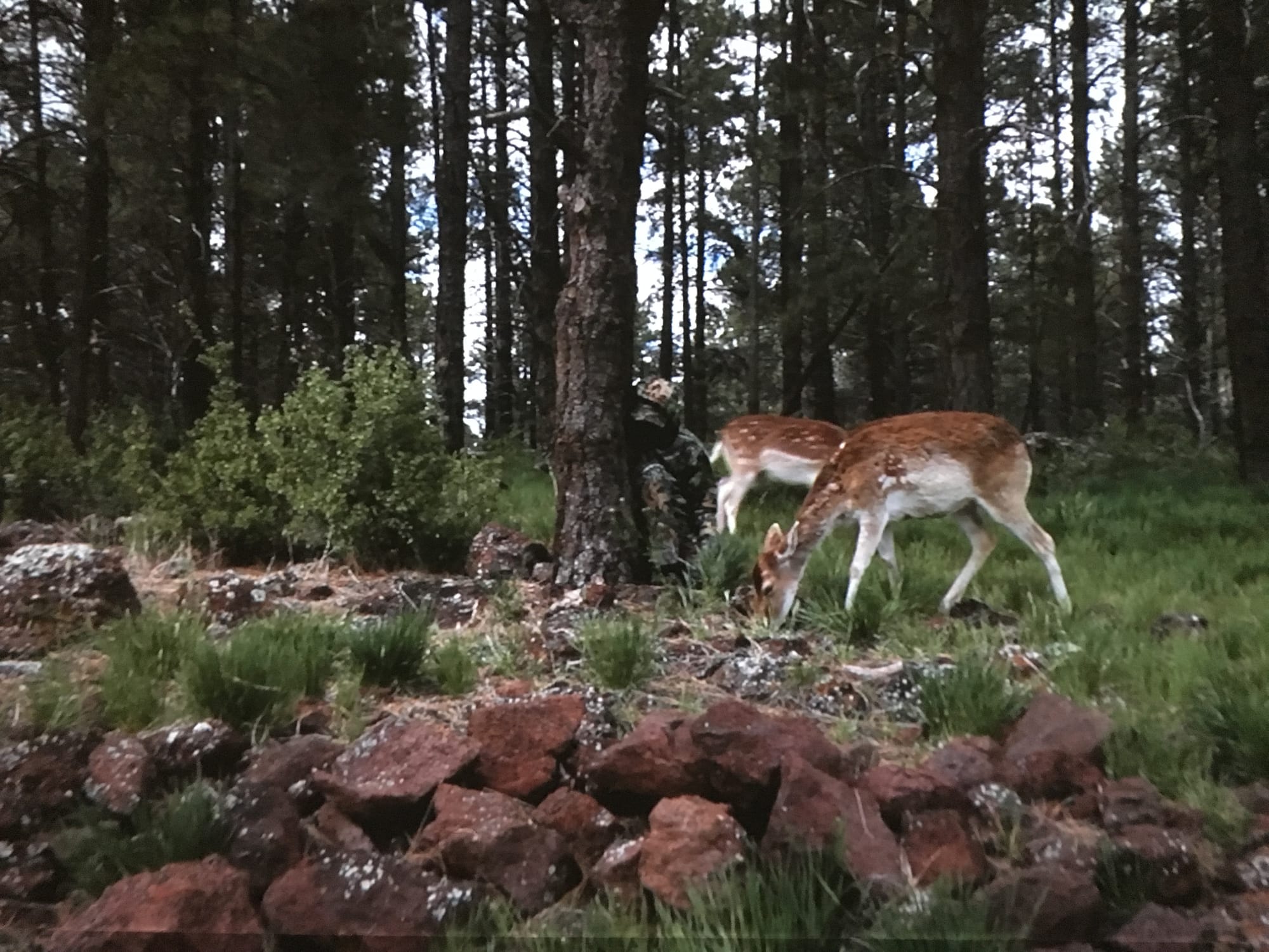 Cameratrap, video still, photo credit Susan Silas