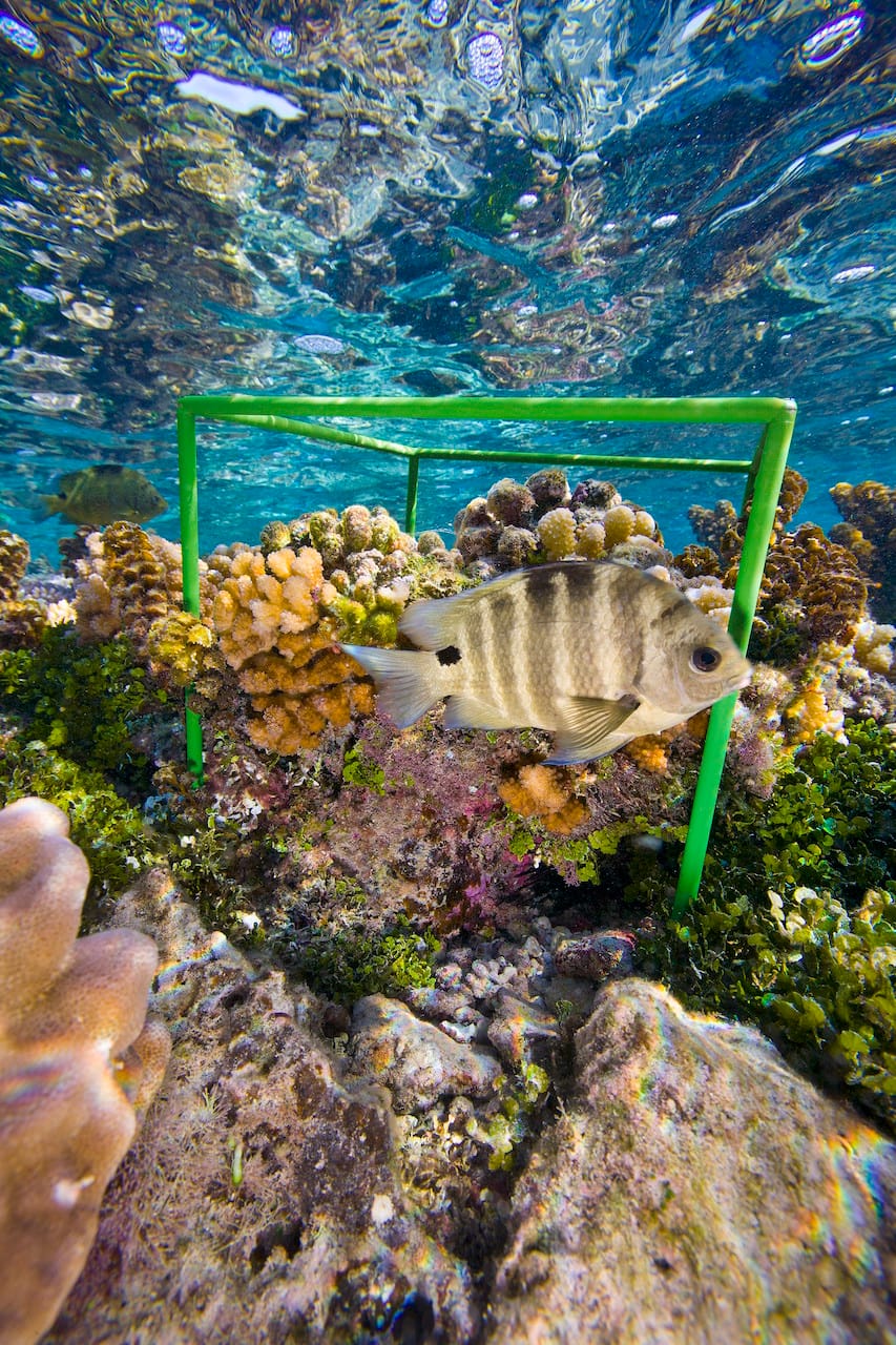 A biocube placed on the Tamae Reef off the Pacific island of Mo’orea (© David Liittschwager, all images courtesy Smithsonian Institution)