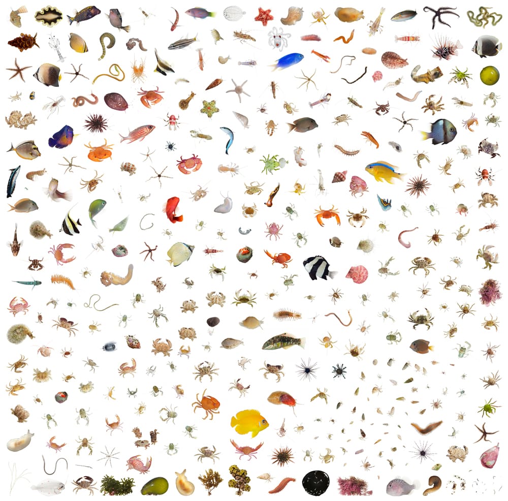 Life in One Cubic Foot