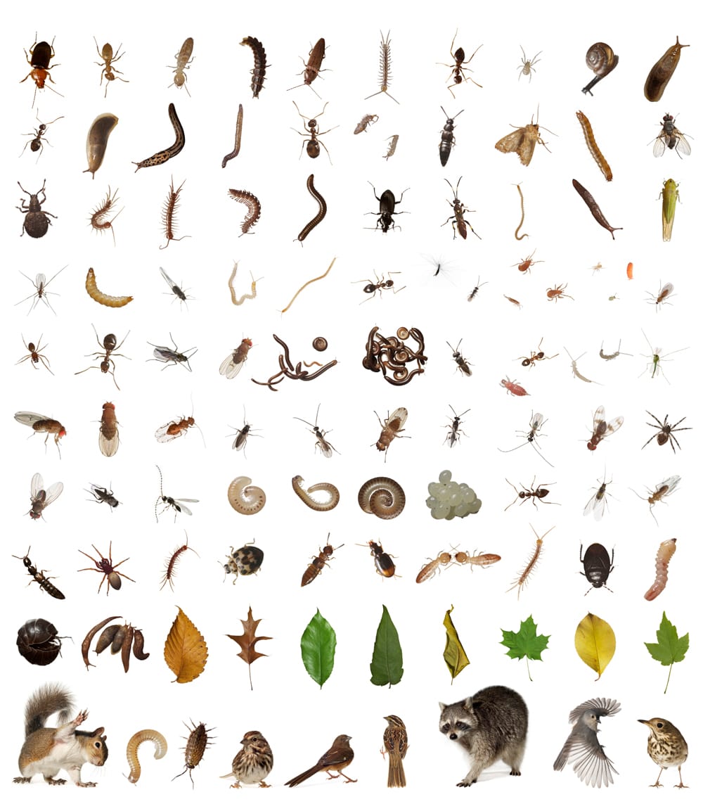 Life in One Cubic Foot