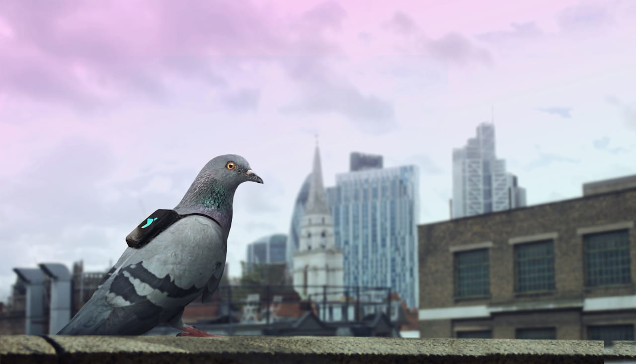 Pigeon Air Patrol (courtesy DigitasLBi)