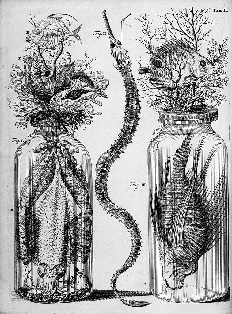 Engraving from Frederik Ruysch's 'Thesaurus Anatomicus,' showing botanical and zoological preparations (via Wellcome Images/Wikimedia)