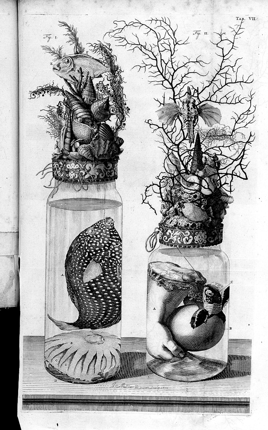 Engraving from Frederik Ruysch's 'Thesaurus Anatomicus,' showing sea creatures with a severed human hand and turtle (via Wellcome Images/Wikimedia)