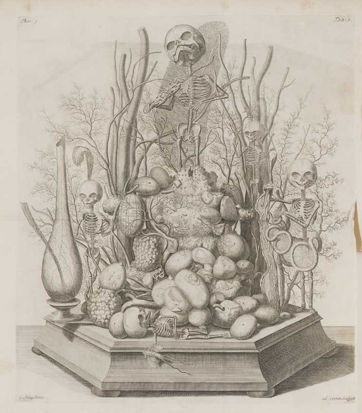 Engraving by Frederik Ruysch (via Wikimedia)