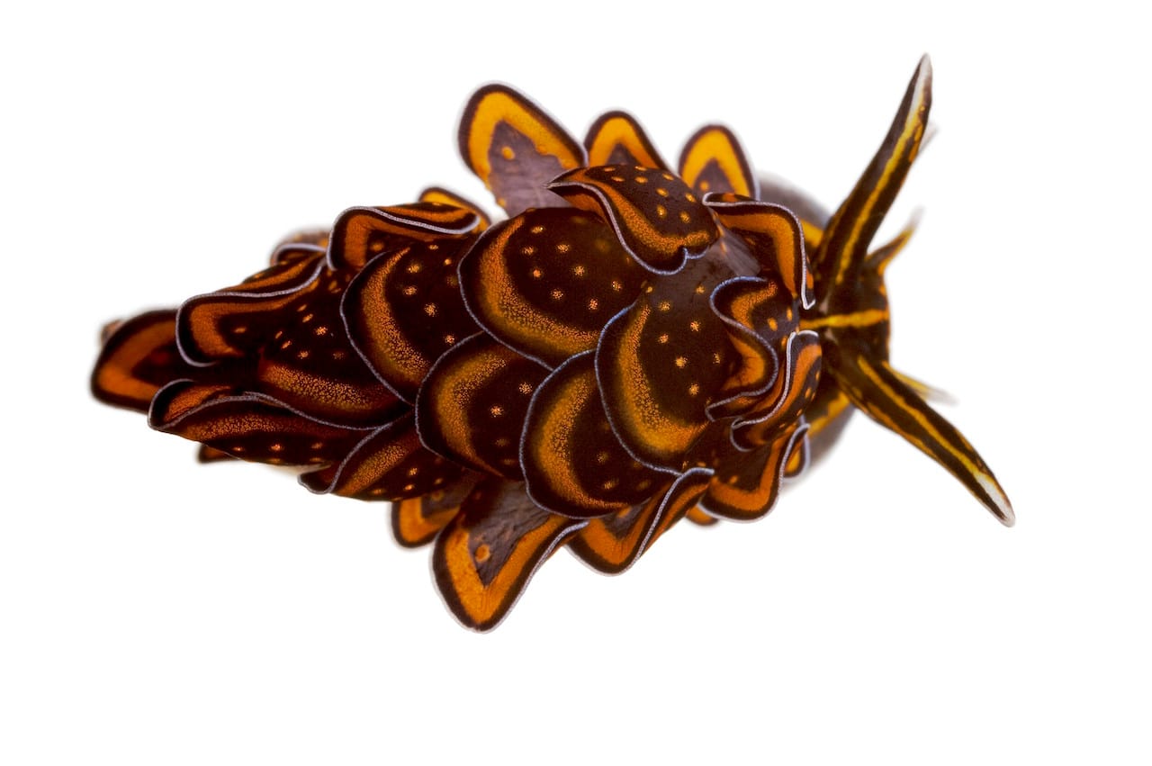 Cyerce nigricans, Sacaglossan sea slug, Lighthouse Reef, Moorea, French Polynesia (© David Liittschwager)