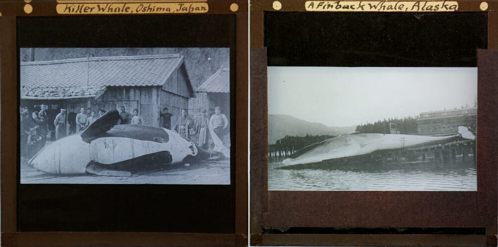 Slides of the Royal Alert Memorial Museum Collection (© 2015 Royal Albert Memorial Museum and Art Gallery, Exeter)