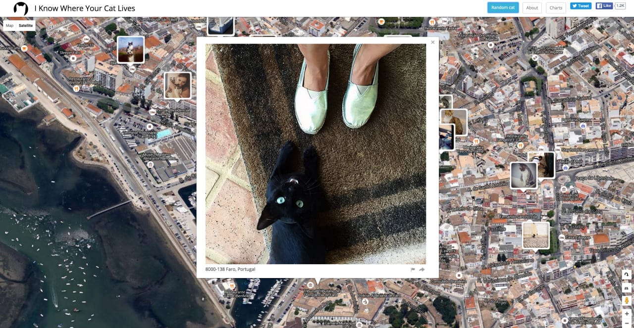 I Know Where Your Cat Lives (screenshot by the author for Hyperallergic)