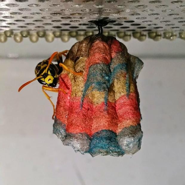 Biological science student Mattia Menchetti experimented with providing colored paper to a colony of European paper wasps and the results are quite beautiful. (via Mental Floss)