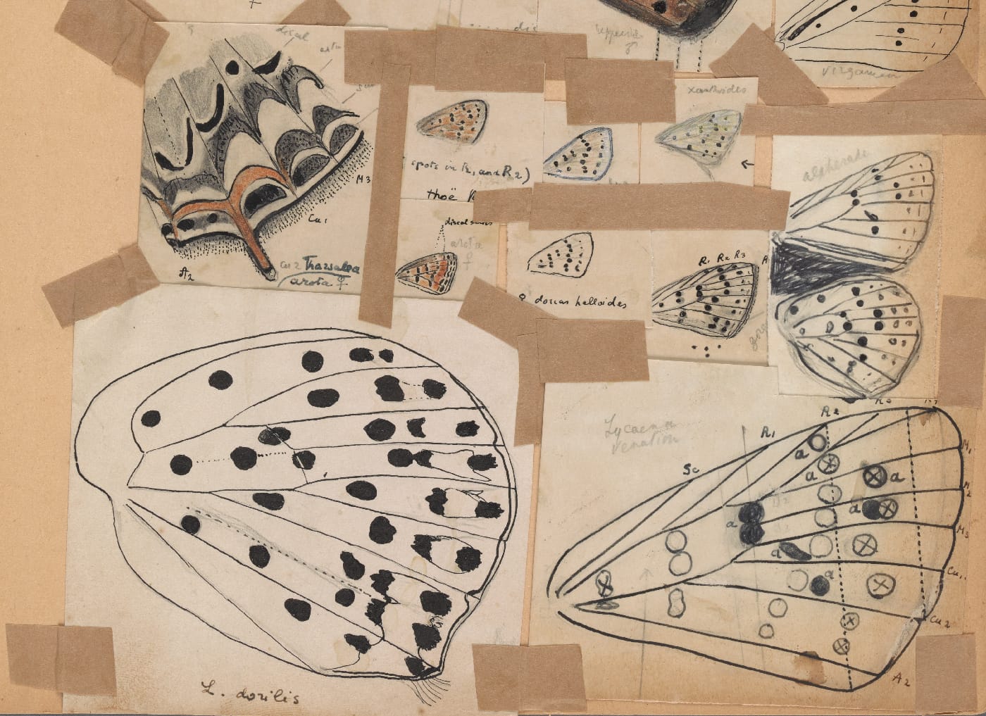 Fine Lines: Vladimir Nabokov's Scientific Art 