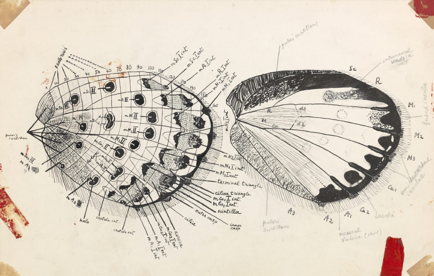 Figure 90 [A detailed wing schematic] (© Vladimir Nabokov. courtesy of the Vladimir Nabokov Archive at the Berg Collection, New York Public Library, used by permission of the Wylie Agency LLC)