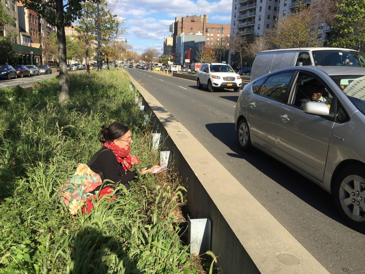 Anne Percoco gathering seeds for the NESL project, while doing public field work in a traffic median in the Bronx. Photo credit Ellie Irons.