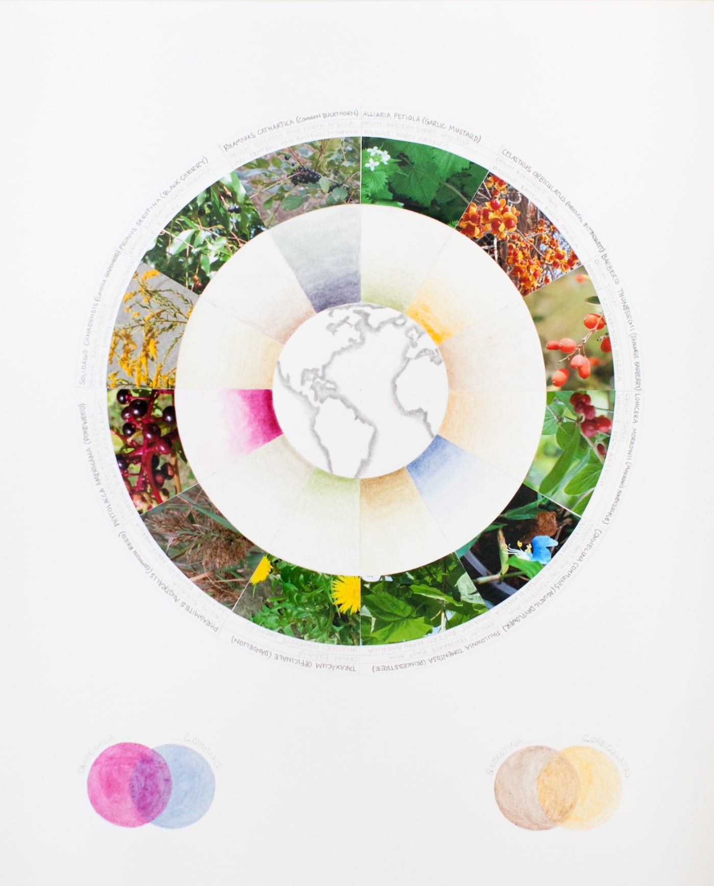 Ellie Irons Color Wheel GreaterNY