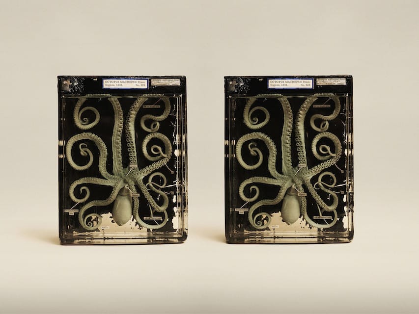 Jim Naughten: Animal Kingdom