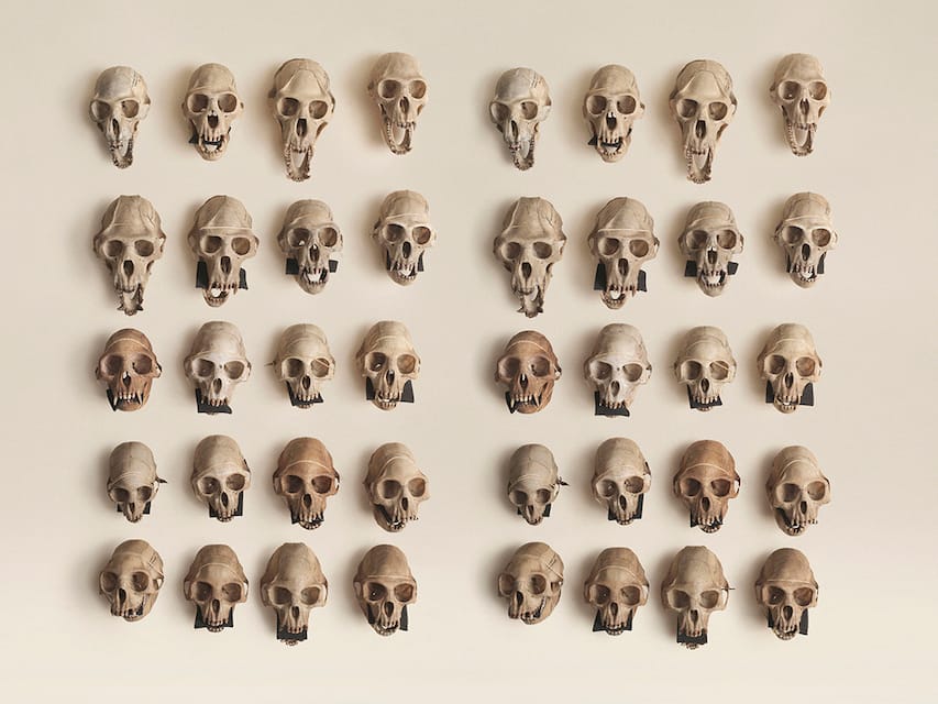 Jim Naughten: Animal Kingdom