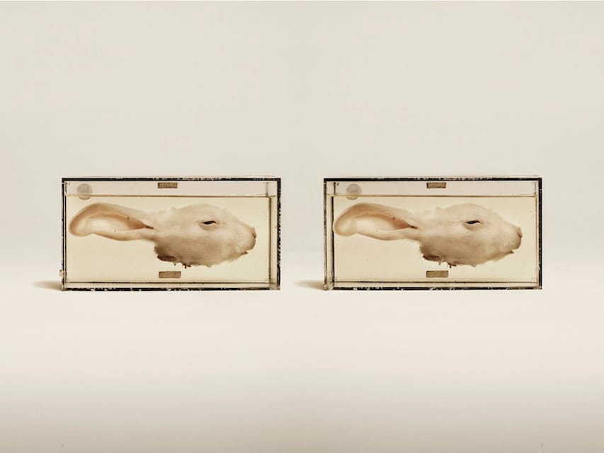 Jim Naughten: Animal Kingdom