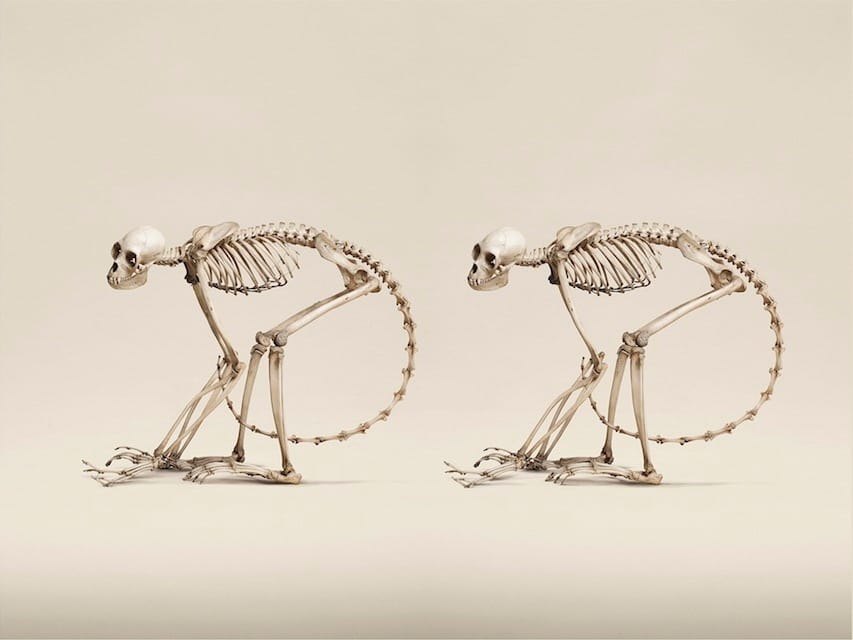 Jim Naughten: Animal Kingdom