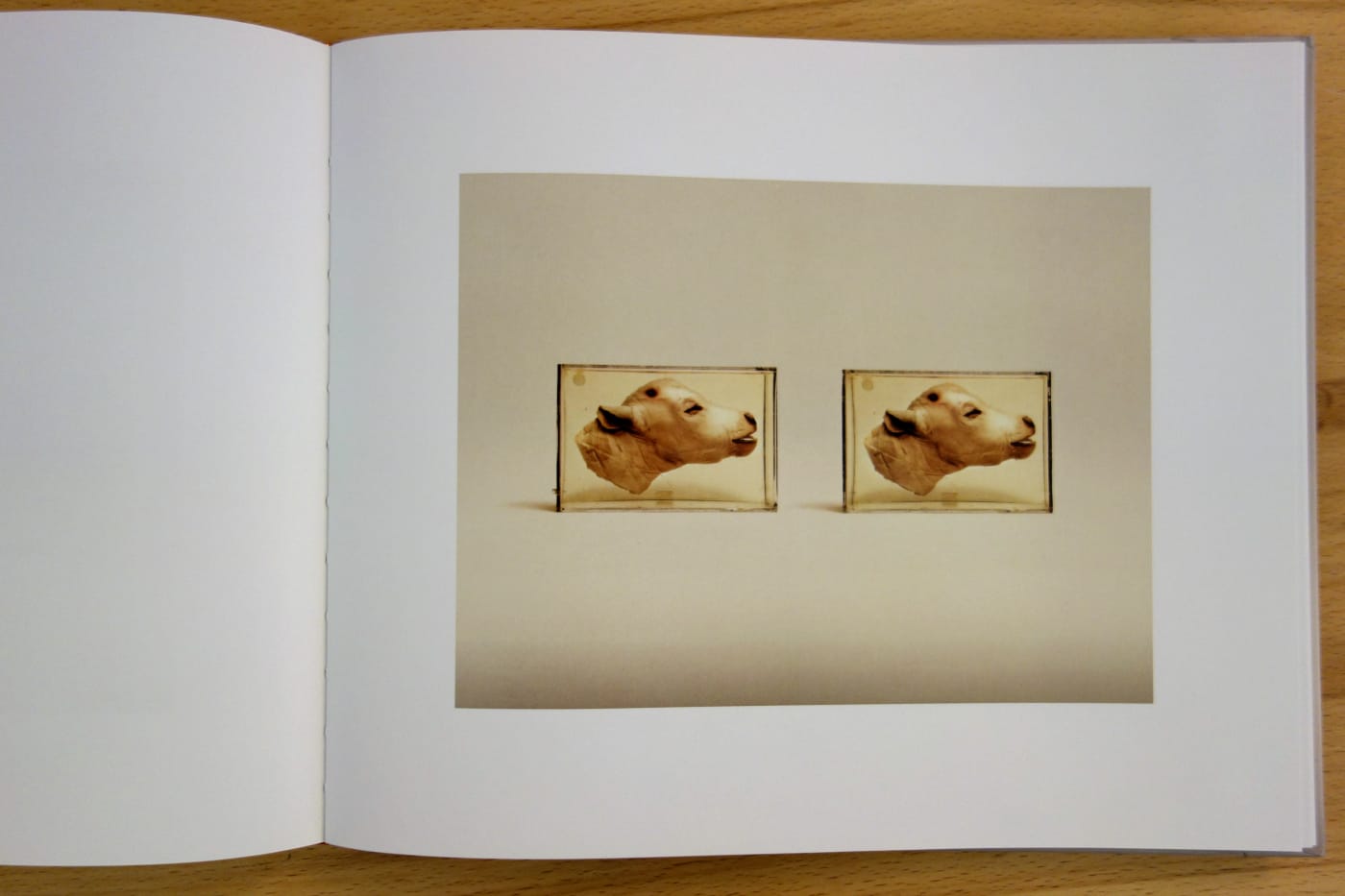 Pages from 'Animal Kingdom' (photo of the book for Hyperallergic)