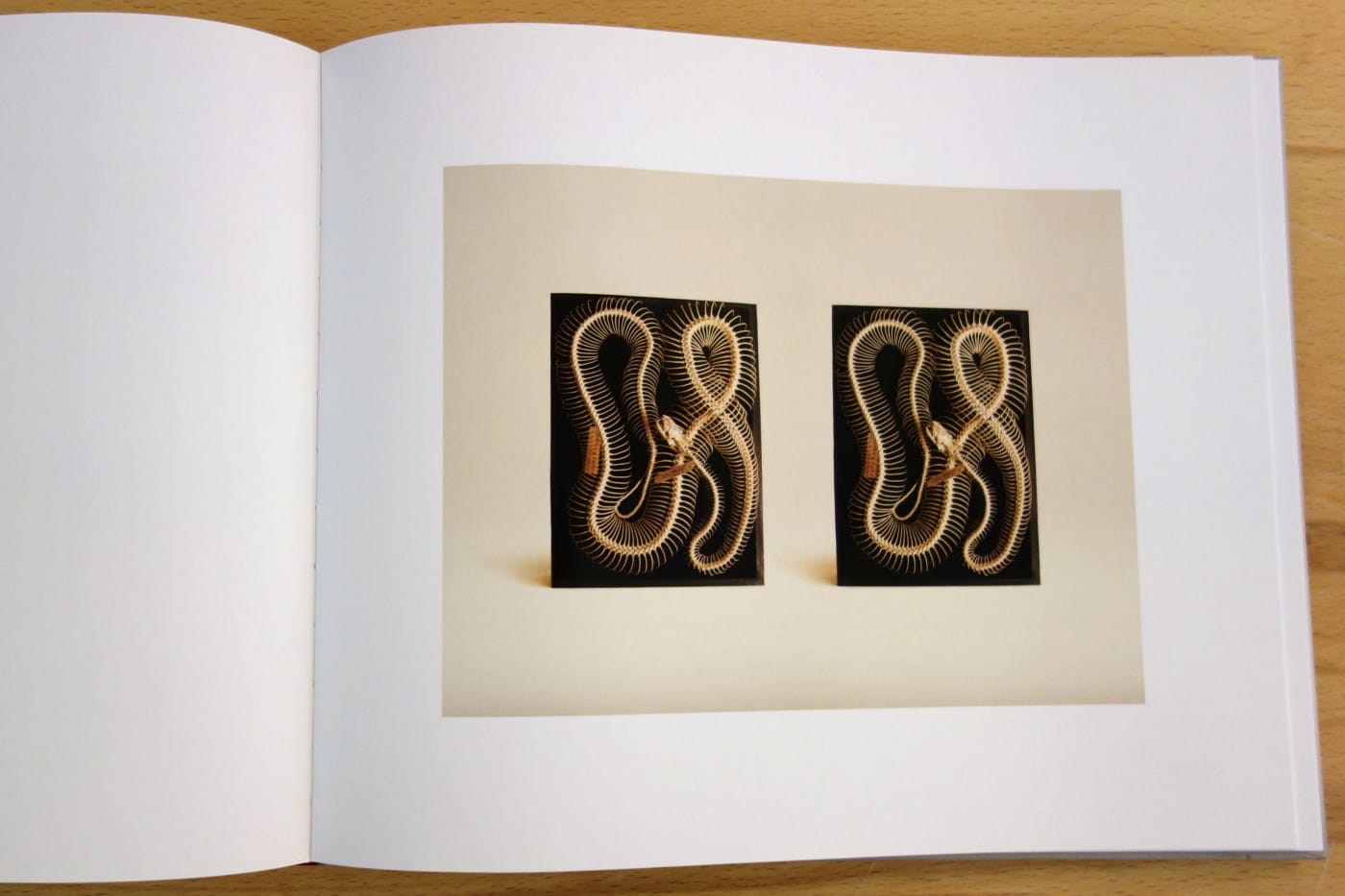 Pages from 'Animal Kingdom' (photo of the book for Hyperallergic)