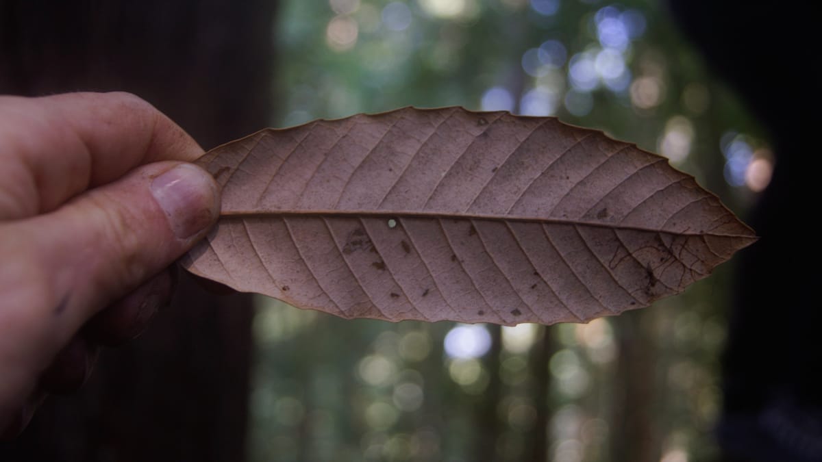 SSC021 Kebet Ridge lens