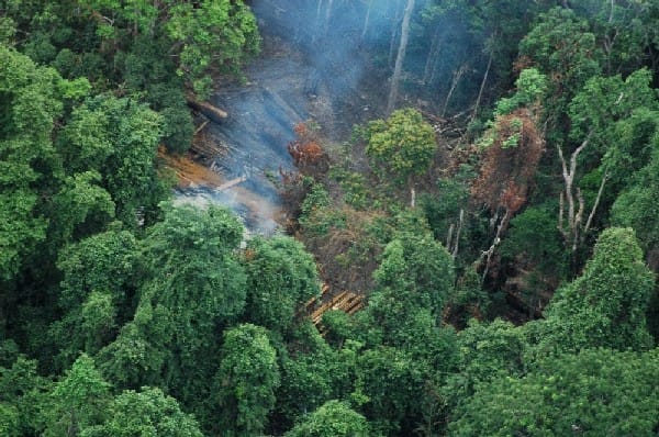 An illegal logging camp in Cambodia's Cardamom Mountains (photo by Paul Mason/USAID Cambodia, via Wikimedia)