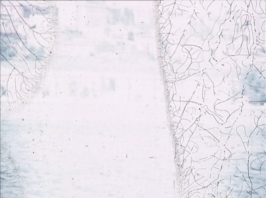 Videostills from "Lasting Images" (2003), Super 8mm film transferred to DVD, 3 minutes