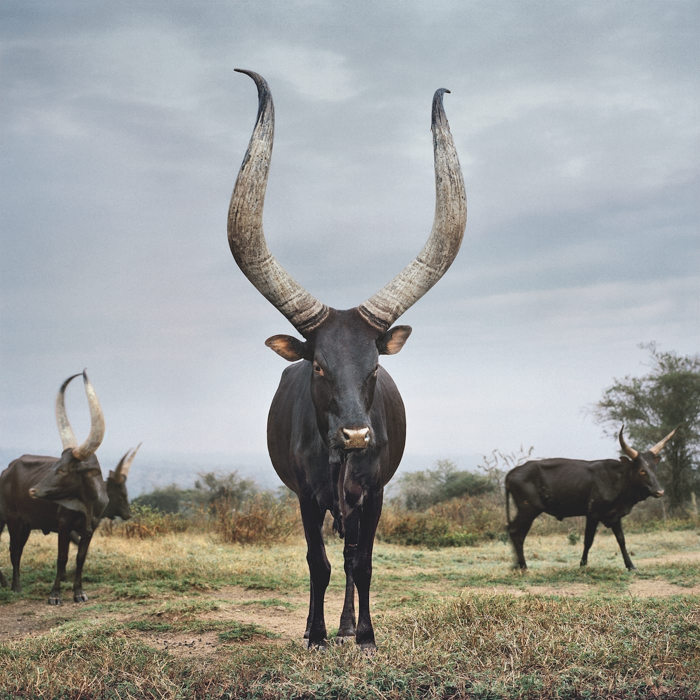 Ankole 13. Kiruhura district, Western Region, Uganda, 2012.