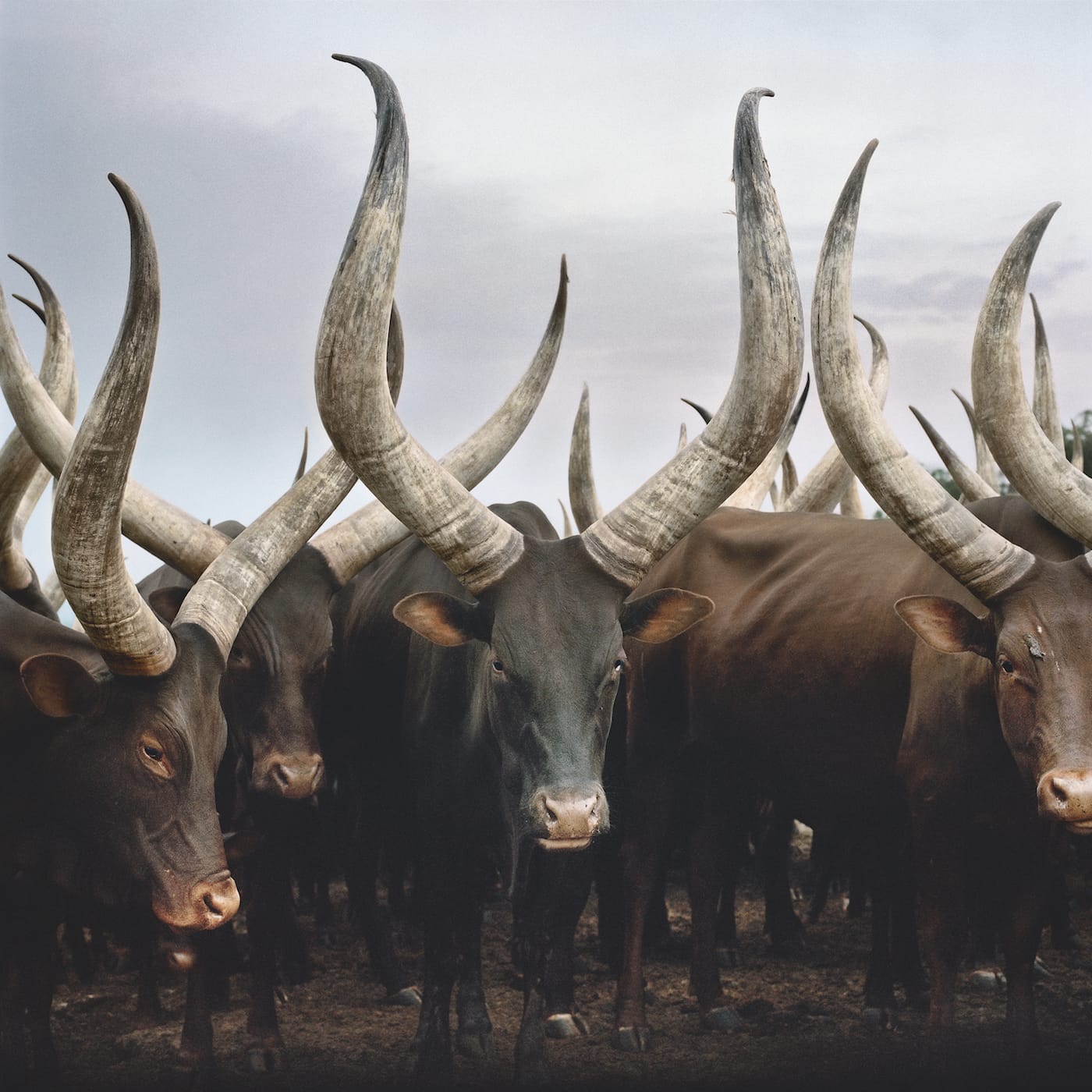 Group of Ankole cattle. Kiruhura district, Western Region, Uganda, 2012.