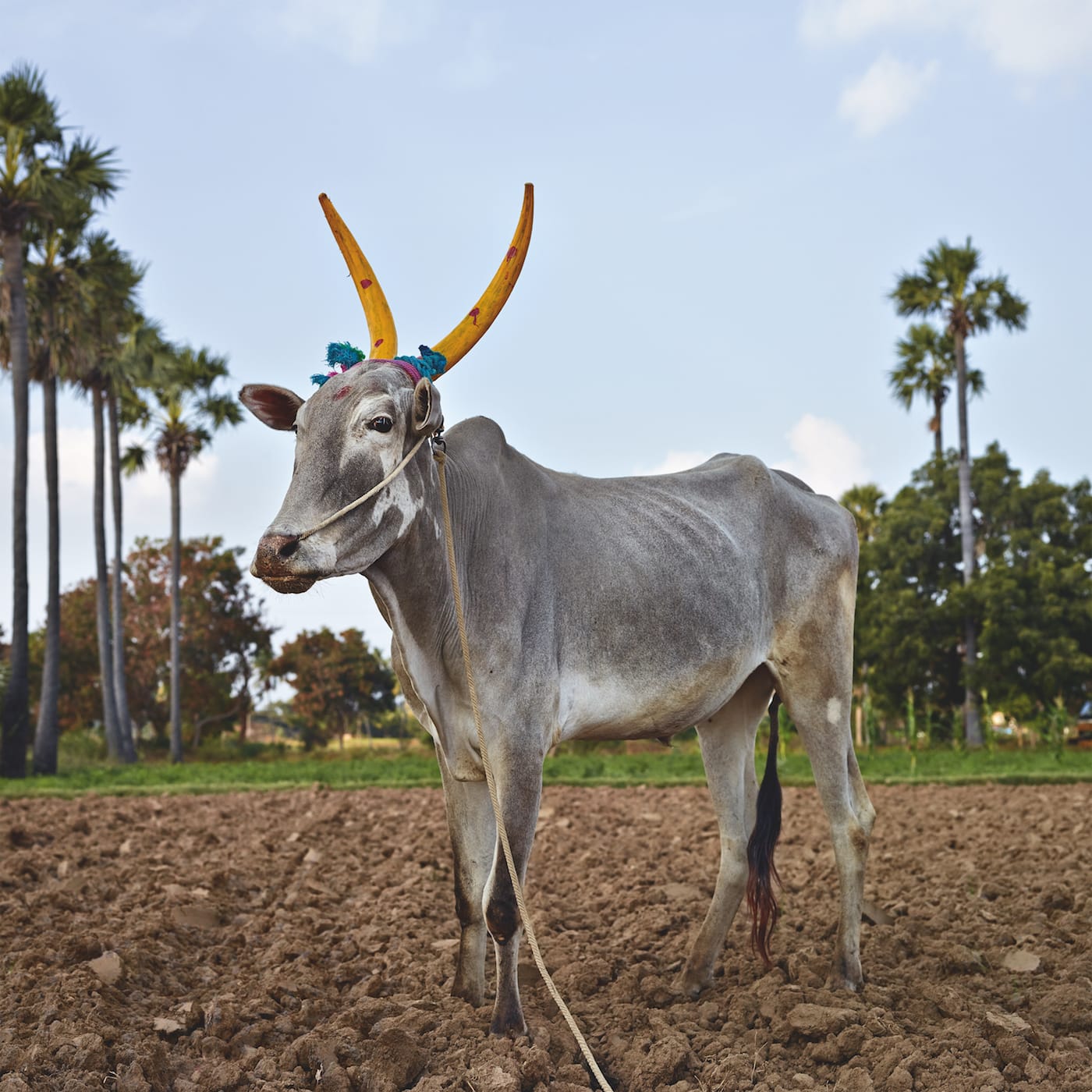 Mattu Pongal 11. Vinnavanur district, Tiruvannamalai, Tamil Nadu, India, 2014
