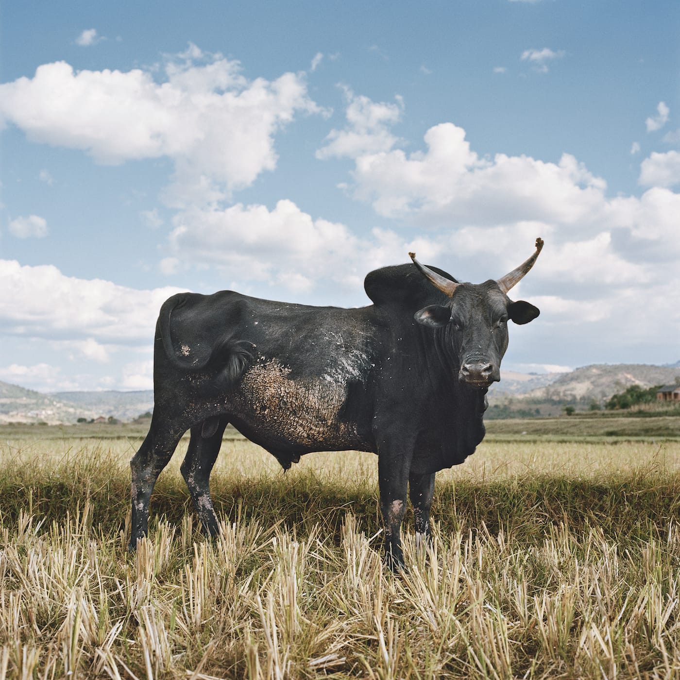 Zebu 5. Between Fianarantsoa and Ambalavao, Haute Matsiatra, Madagascar, 2013