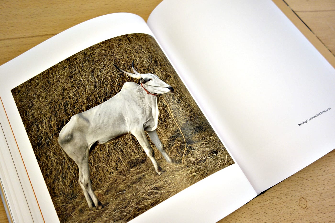 Pages from 'Sightings of the Sacred' (photo of the book for Hyperallergic)