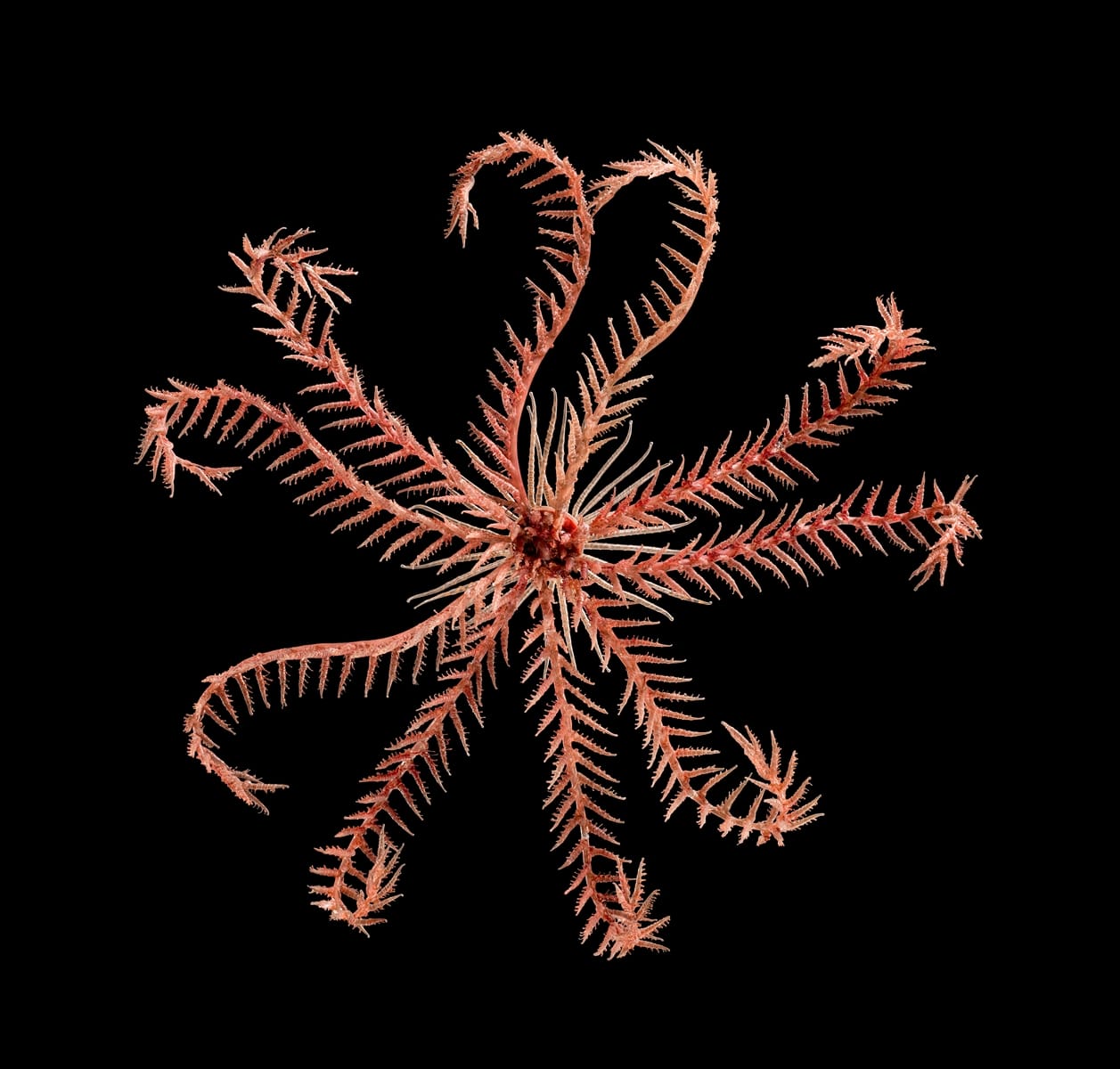 Fragile Legacy: The Marine Invertebrate Glass Models of Leopold and Rudolf Blaschka