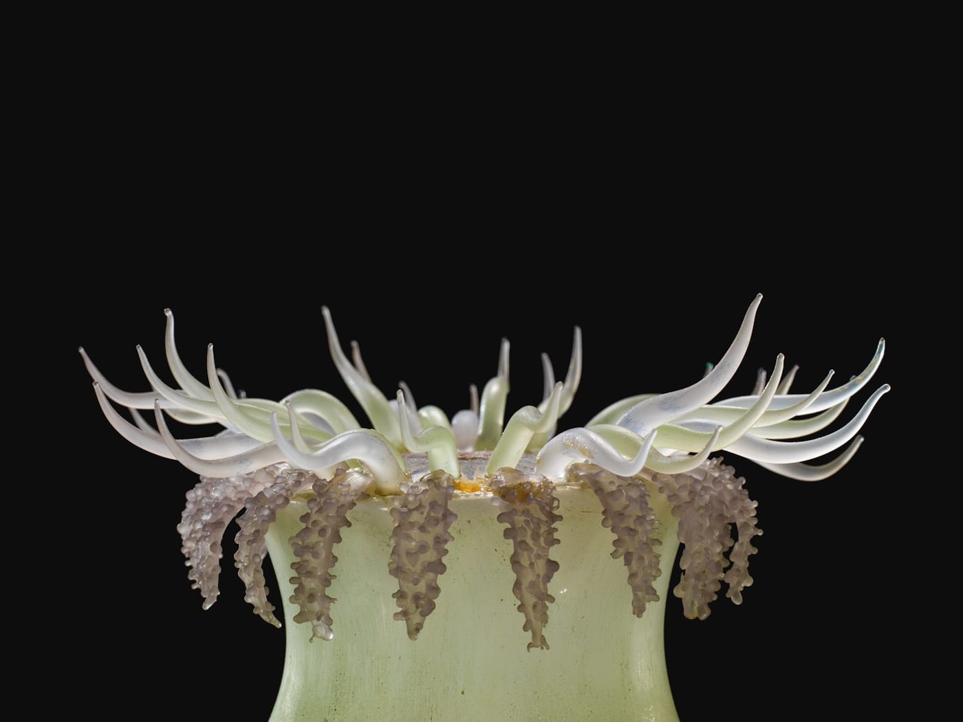 Fragile Legacy: The Marine Invertebrate Glass Models of Leopold and Rudolf Blaschka