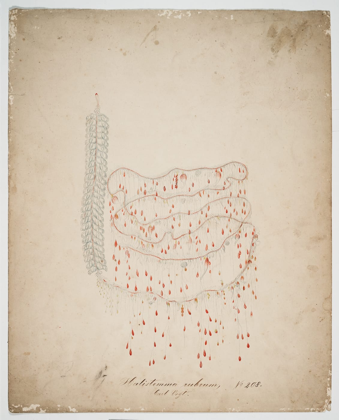 Fragile Legacy: The Marine Invertebrate Glass Models of Leopold and Rudolf Blaschka