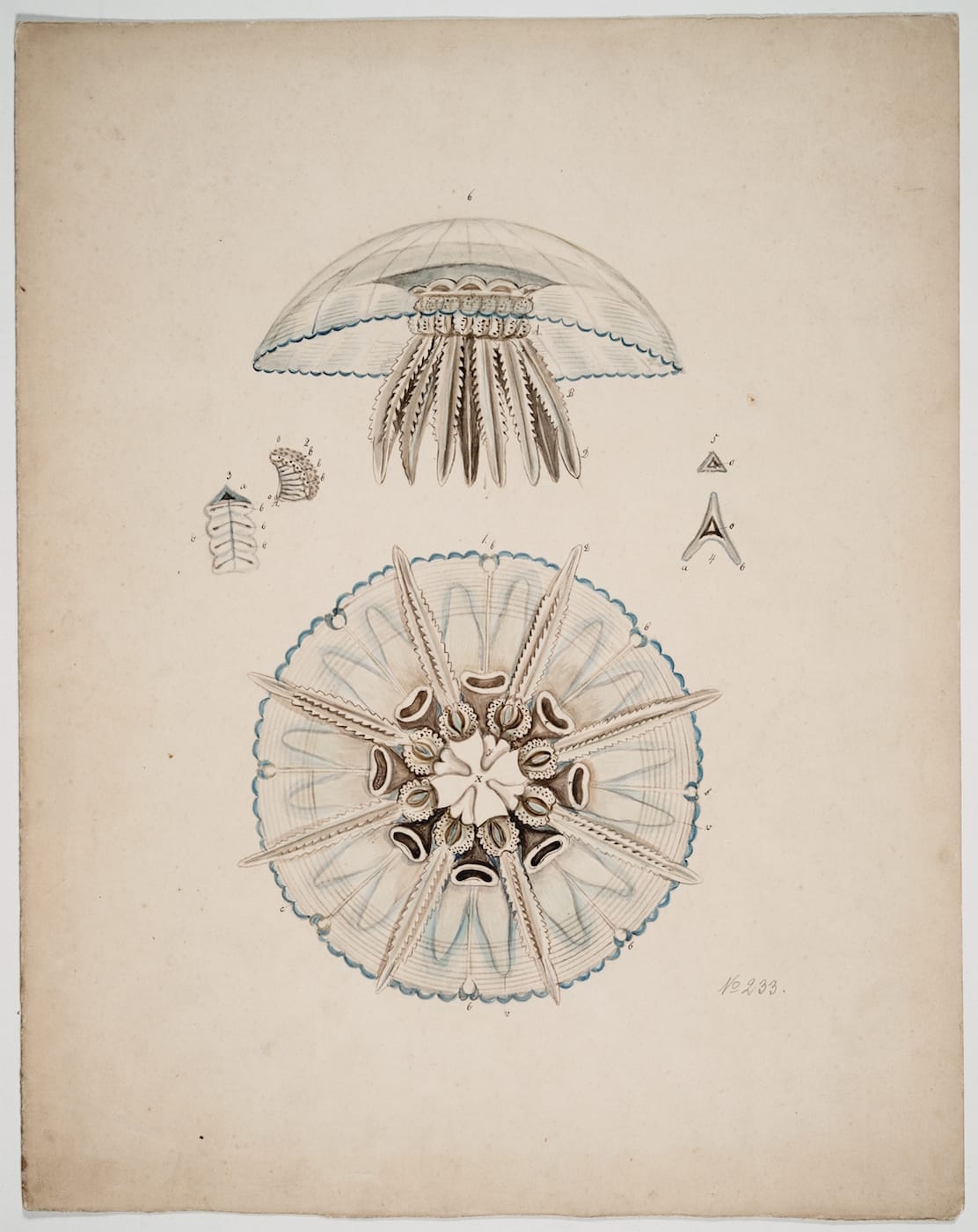 Fragile Legacy: The Marine Invertebrate Glass Models of Leopold and Rudolf Blaschka
