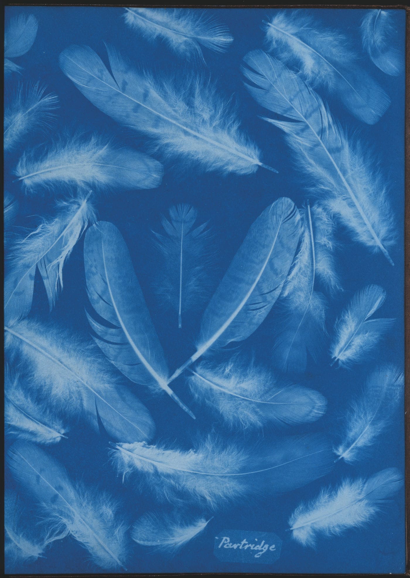 Emanations: The Art of the Cameraless Photograph